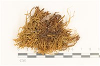 齒邊廣萼苔藏品圖，第1張