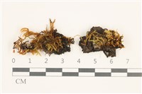 登錄號:B00020634藏品圖，第1張