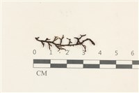 登錄號:B00020638藏品圖，第1張