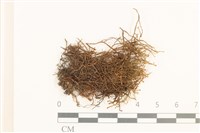 登錄號:B00020639藏品圖，第1張