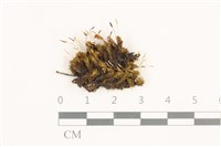 登錄號:B00020649藏品圖，第1張