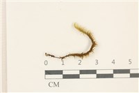 登錄號:B00020651藏品圖，第1張