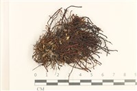 登錄號:B00020654藏品圖，第1張