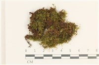 登錄號:B00020677藏品圖，第1張