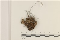 登錄號:B00020681藏品圖，第1張