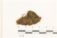 登錄號:B00020689藏品圖，第1張