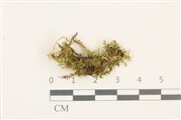 登錄號:B00020691藏品圖，第1張
