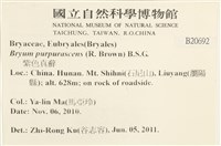 紫色真蘚藏品圖，第2張