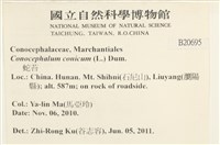 蛇苔藏品圖，第2張