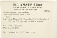 蛇苔藏品圖，第2張