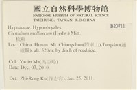 柔軟櫛葉蘚藏品圖，第2張