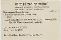 柔軟櫛葉蘚藏品圖，第2張