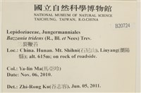 鞭苔,三裂鞭苔藏品圖，第2張