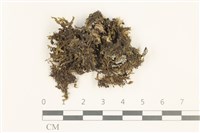 鞭苔,三裂鞭苔藏品圖，第1張