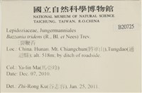 鞭苔,三裂鞭苔藏品圖，第2張