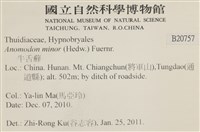 小牛舌蘚藏品圖，第2張