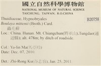 蟲毛蘚藏品圖，第2張