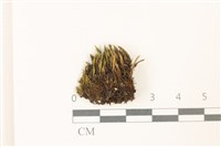 登錄號:B00020770藏品圖，第1張