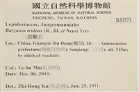 鞭苔,三裂鞭苔藏品圖，第2張
