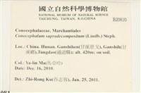 小蛇苔藏品圖，第2張