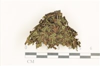 小蛇苔藏品圖，第1張