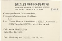蛇苔藏品圖，第2張