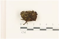 登錄號:B00020816藏品圖，第1張