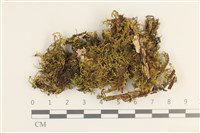 登錄號:B00020824藏品圖，第1張
