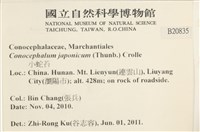 日本蛇苔藏品圖，第2張
