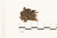日本蛇苔藏品圖，第1張