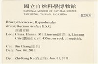 溪邊青蘚藏品圖，第2張
