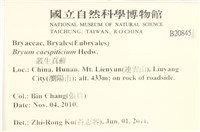 叢生真蘚藏品圖，第2張
