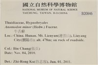 小牛舌蘚藏品圖，第2張
