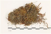 小牛舌蘚藏品圖，第1張