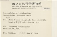 蛇苔藏品圖，第2張