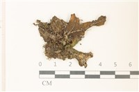 蛇苔藏品圖，第1張