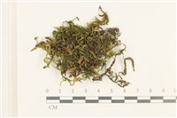 登錄號:B00020865藏品圖，第1張
