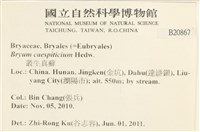 叢生真蘚藏品圖，第2張