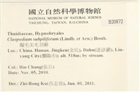 擬毛尖麻羽蘚藏品圖，第2張