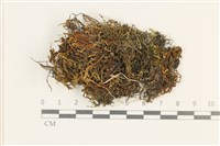 登錄號:B00020889藏品圖，第1張