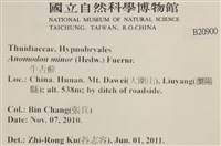 小牛舌蘚藏品圖，第2張