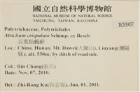 卷葉仙鶴蘚藏品圖，第2張