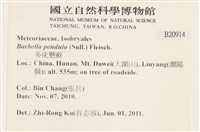 多疣懸蘚藏品圖，第2張