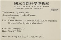 小牛舌蘚藏品圖，第2張