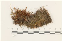 小牛舌蘚藏品圖，第1張
