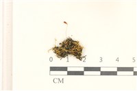 登錄號:B00020939藏品圖，第1張