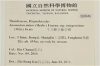 小牛舌蘚藏品圖，第2張