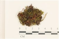 登錄號:B00020981藏品圖，第1張