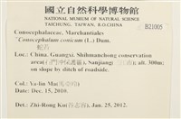 蛇苔藏品圖，第2張