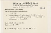 多疣懸蘚藏品圖，第2張